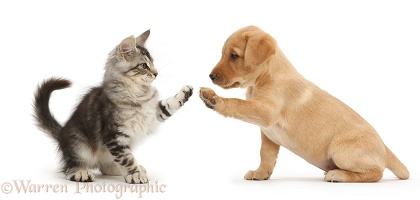Silver tabby kitten and Yellow Labrador puppy high-five