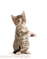 Tabby kitten standing up on haunches