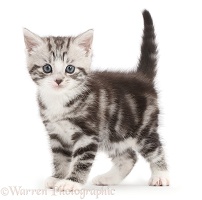 Silver tabby kitten standing