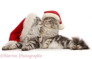 Silver tabby cats, wearing Santa hats, about to kiss