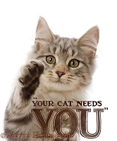 Your Cat Needs You