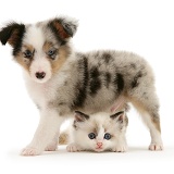 Sheltie pup and playful kitten