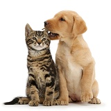 Cute Labrador puppy whispering in the ear of tabby kitten