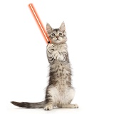 Jedi kitten - Use the Paws, Luke