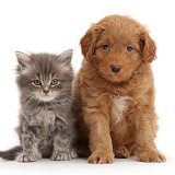 Grey Persian-cross kitten and Goldendoodle puppy